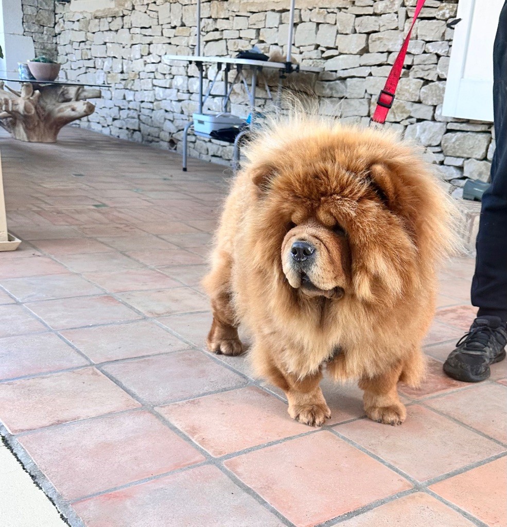 Les Chow Chow de l'affixe Des Joyaux De Tsar