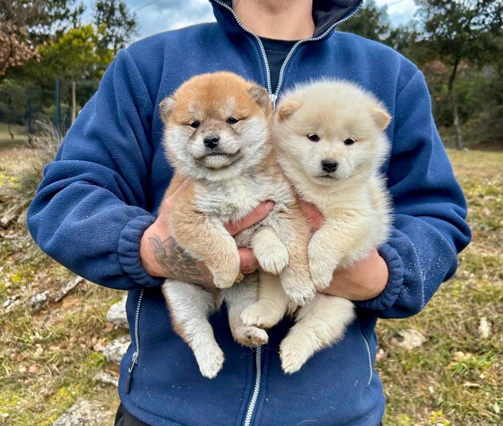 Des Joyaux De Tsar - Chiots disponibles - Shiba