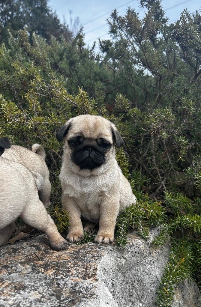 Des Joyaux De Tsar - Chiots disponibles - Carlin