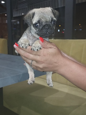Titi